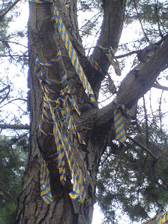 Ties hanging from a tree